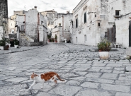 Nome File=Matera,_con_gatto.jpg
Dimensione File=393KB
Dimensioni=1024x757
Data aggiunta=Nov 22, 2016 Matera,_con_gatto.jpg