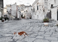 Matera,_con_gatto.jpg