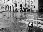 Nome File=dog.jpg
Dimensione File=268KB
Dimensioni=800x605
Data aggiunta=Set 08, 2010 dog.jpg