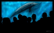 delfino.jpg