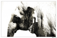 elefante_res.jpg elefante_res.jpg
