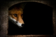 Nome File=mr_fox_res_bestsharp.jpg
Dimensione File=206KB
Dimensioni=800x534
Data aggiunta=Set 20, 2010 mr_fox_res_bestsharp.jpg