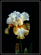 Nome File=Iris_champagne_micro.jpg
Dimensione File=227KB
Dimensioni=608x800
Data aggiunta=Mag 07, 2008 Iris_champagne_micro.jpg