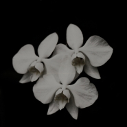 orchidea-bianca-sfondo-nero.jpg