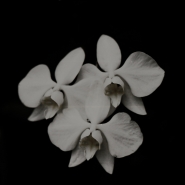 Nome File=orchidea-bianca-sfondo-nero.jpg
Dimensione File=123KB
Dimensioni=800x800
Data aggiunta=Giu 10, 2010 orchidea-bianca-sfondo-nero.jpg
