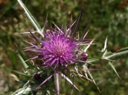 Immagine_578.jpg