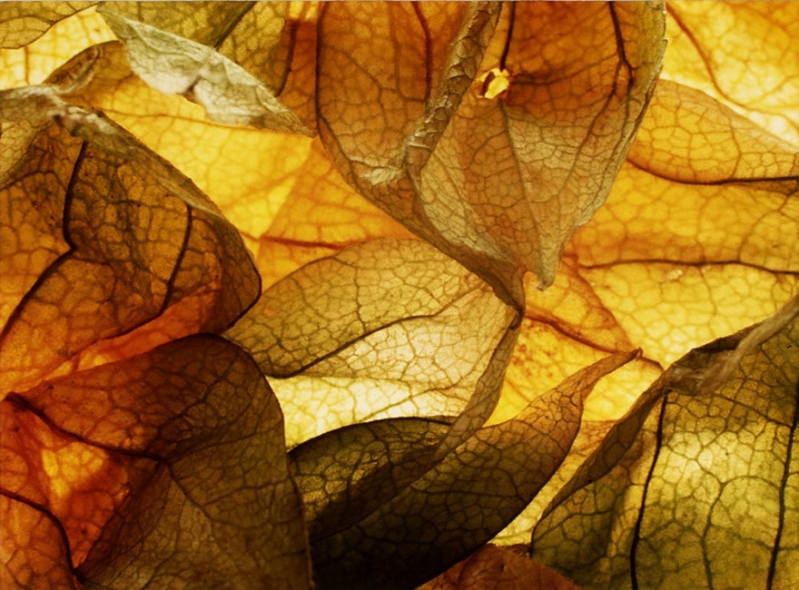 Clicca per l'immagine full size