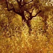 Nome File=Fields-of-Gold_res.jpg
Dimensione File=180KB
Dimensioni=800x800
Data aggiunta=Giu 02, 2008 Fields-of-Gold_res.jpg