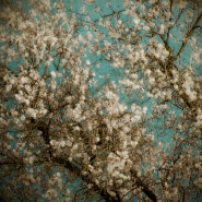 Nome File=Spring-Canvas-small.jpg
Dimensione File=331KB
Dimensioni=800x800
Data aggiunta=Mar 01, 2010 Spring-Canvas-small.jpg