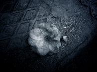 Nome File=shattered.jpg
Dimensione File=192KB
Dimensioni=800x600
Data aggiunta=Ago 21, 2008 shattered.jpg