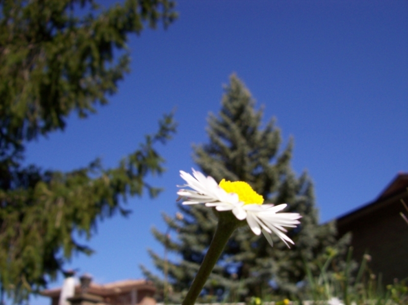 Clicca per l'immagine full size