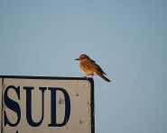 La_ricerca_della_strada.jpg
