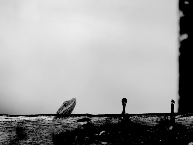 Clicca per l'immagine full size