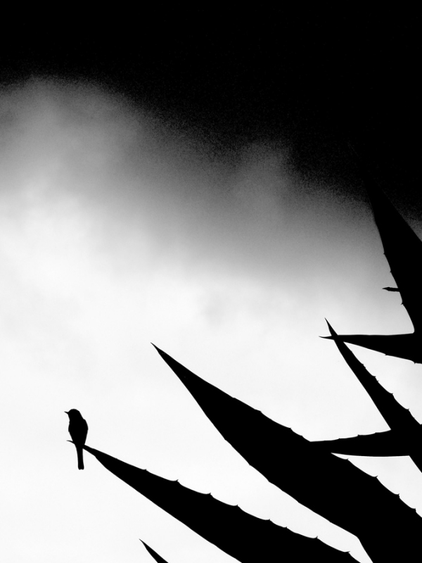 Clicca per l'immagine full size