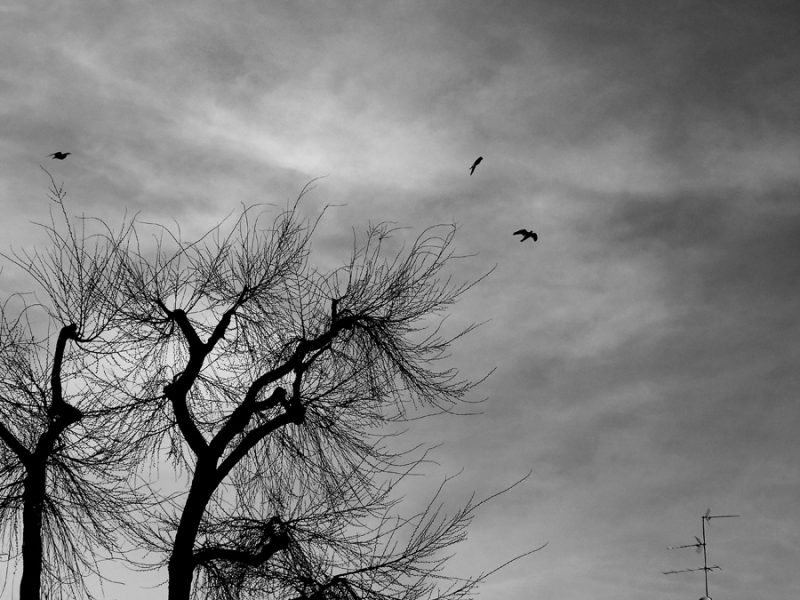 Clicca per l'immagine full size