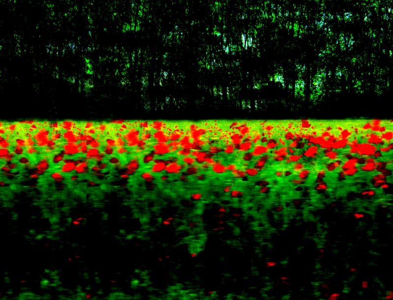 Clicca per l'immagine full size
