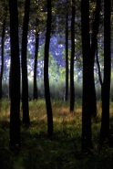 Nome File=bosco.JPG
Dimensione File=97KB
Dimensioni=555x825
Data aggiunta=Lug 14, 2008 bosco.JPG