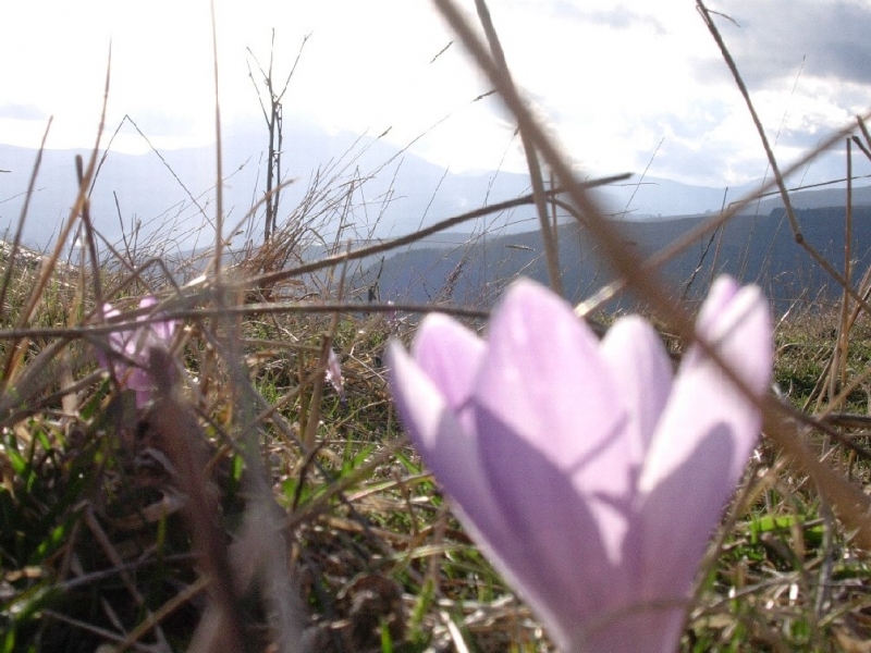 Clicca per l'immagine full size