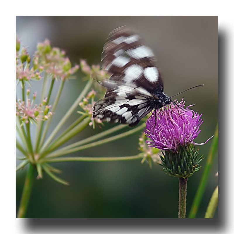 Clicca per l'immagine full size