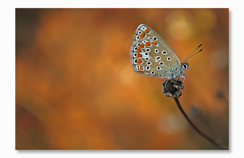Clicca per l'immagine full size