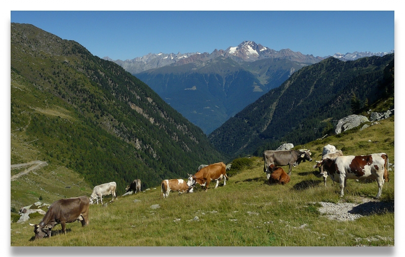 Clicca per l'immagine full size