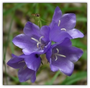 Nome File=campanelle.jpg
Dimensione File=253KB
Dimensioni=950x929
Data aggiunta=Giu 18, 2008 campanelle.jpg