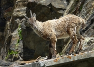 Nome File=cucciolo_di_stambecco.jpg
Dimensione File=303KB
Dimensioni=800x573
Data aggiunta=Giu 19, 2008 cucciolo_di_stambecco.jpg