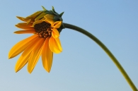 farfallina_001.JPG