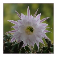 Nome File=fiore_di_pianta_grassa.jpg
Dimensione File=234KB
Dimensioni=911x911
Data aggiunta=Giu 21, 2008 fiore_di_pianta_grassa.jpg