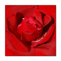 rose-032.jpg