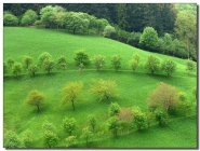verde.jpg