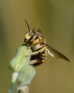 Nome File=beewasp7.jpg
Dimensione File=563KB
Dimensioni=720x900
Data aggiunta=Lug 02, 2015 beewasp7.jpg
