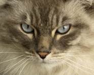 Nome File=cat3jpg.jpg
Dimensione File=350KB
Dimensioni=966x773
Data aggiunta=Ago 13, 2015 cat3jpg.jpg