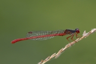 Nome File=ceriagrion.jpg
Dimensione File=171KB
Dimensioni=765x513
Data aggiunta=Ago 21, 2009 ceriagrion.jpg