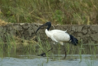 Nome File=ibis4b.jpg
Dimensione File=168KB
Dimensioni=765x521
Data aggiunta=Feb 27, 2009 ibis4b.jpg