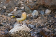 Nome File=motacilla2.jpg
Dimensione File=512KB
Dimensioni=1000x667
Data aggiunta=Gen 25, 2015 motacilla2.jpg