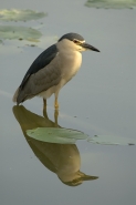 Nome File=nitticora_riflessa.jpg
Dimensione File=160KB
Dimensioni=493x737
Data aggiunta=Giu 15, 2008 nitticora_riflessa.jpg
