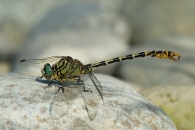 onychogomphus7.jpg