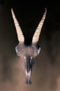 Nome File=shubw.jpg
Dimensione File=153KB
Dimensioni=600x900
Data aggiunta=Gen 17, 2015 shubw.jpg
