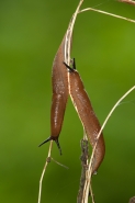 Nome File=slugs2.jpg
Dimensione File=133KB
Dimensioni=467x700
Data aggiunta=Ago 08, 2011 slugs2.jpg