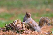 squirrel3b.jpg squirrel3b.jpg