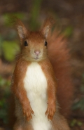 Nome File=squirrellportr1b.jpg
Dimensione File=359KB
Dimensioni=587x900
Data aggiunta=Gen 02, 2015 squirrellportr1b.jpg
