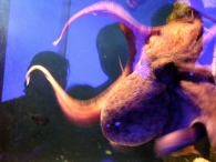 acquario_web.jpg