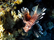 Nome File=pesce_scorpione.jpg
Dimensione File=113KB
Dimensioni=720x540
Data aggiunta=Lug 11, 2010 pesce_scorpione.jpg