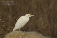 Nome File=bubulcus.jpg
Dimensione File=43KB
Dimensioni=600x409
Data aggiunta=Lug 02, 2008 bubulcus.jpg