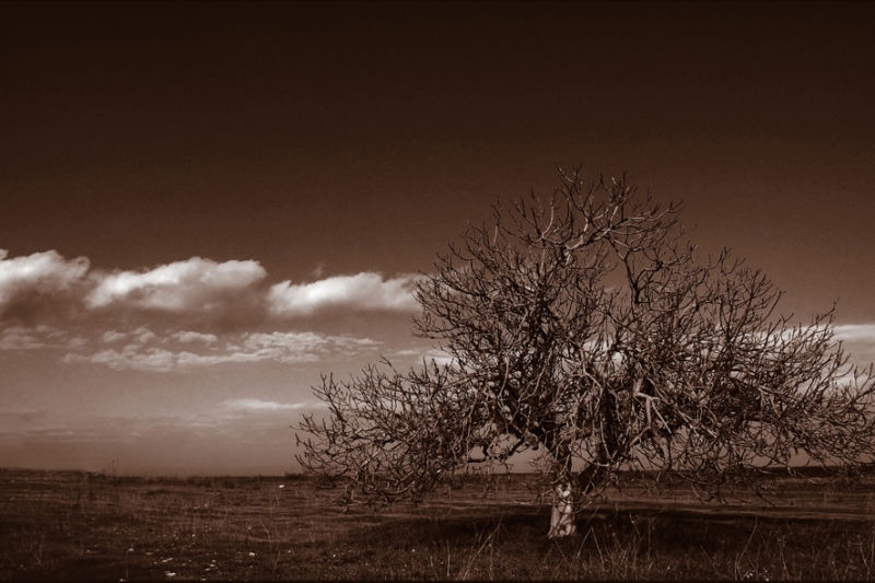 Clicca per l'immagine full size