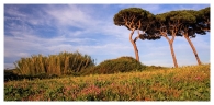 Nome File=nella-pineta.jpg
Dimensione File=299KB
Dimensioni=830x409
Data aggiunta=Ott 01, 2009 nella-pineta.jpg