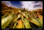 Nome File=on-the-field.jpg
Dimensione File=191KB
Dimensioni=800x550
Data aggiunta=Lug 07, 2008 on-the-field.jpg