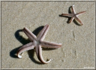 Nome File=stelle_marine.jpg
Dimensione File=176KB
Dimensioni=750x550
Data aggiunta=Ott 21, 2008 stelle_marine.jpg