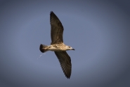 DSC_0467.jpg DSC_0467.jpg